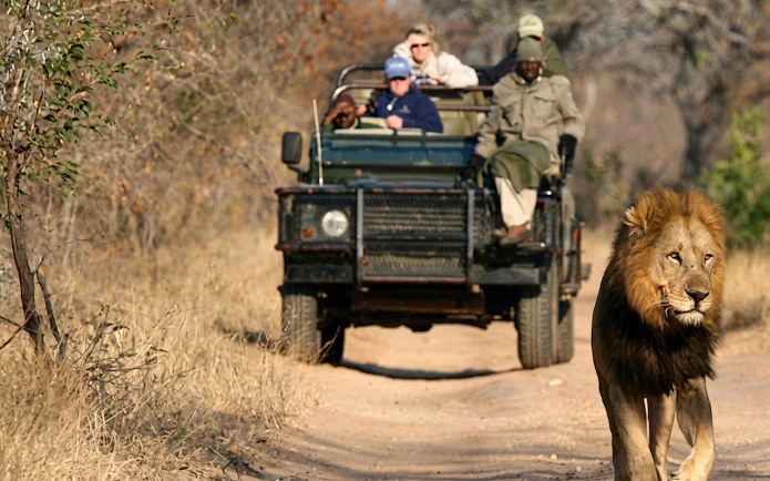 Lion walking near safari vehicle at Kruger Park.