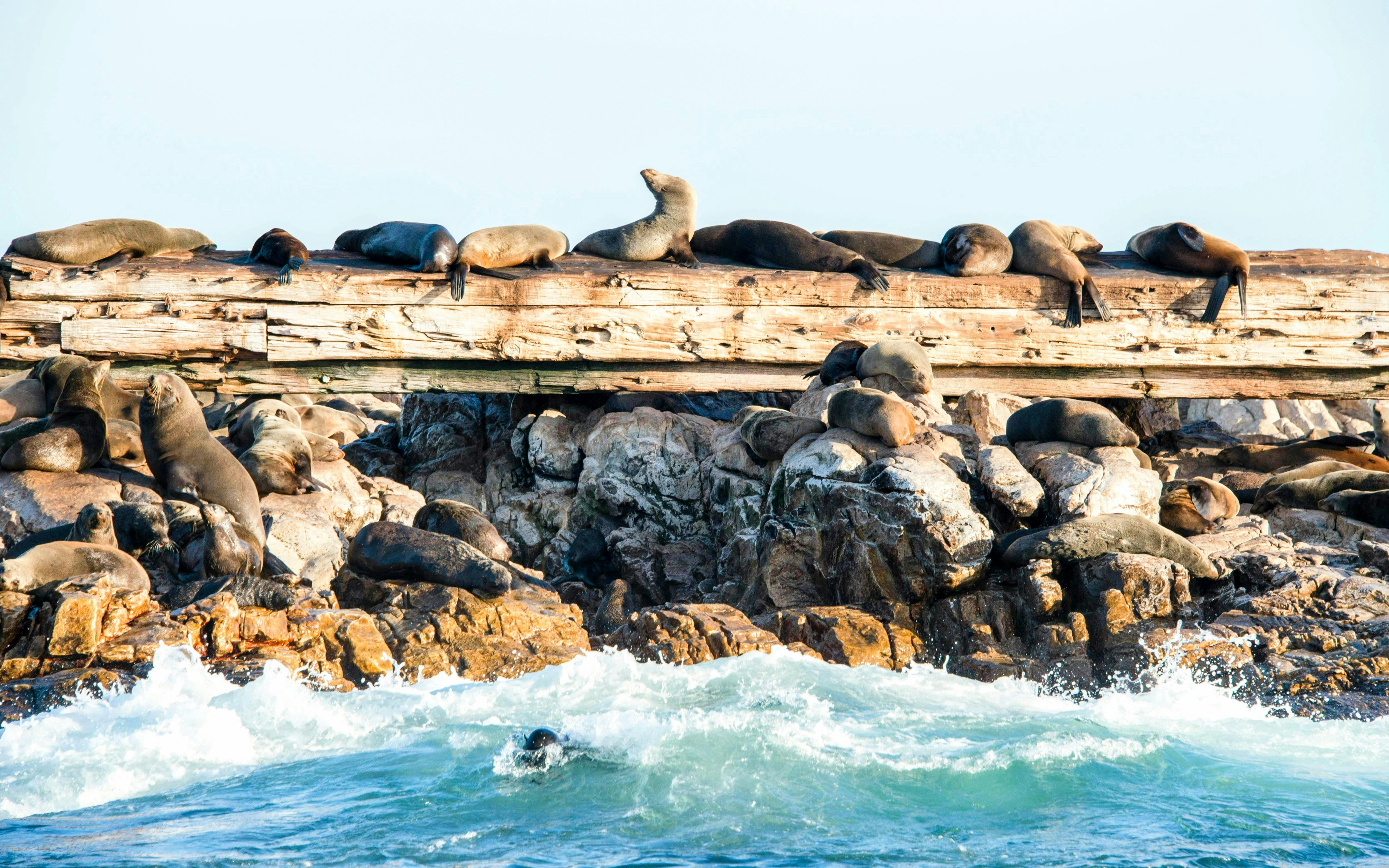 Cape fur seals resting on a shipwreck at Geyser Rock near Gansbaai, South Africa.