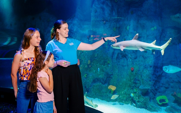 Guide showing visitors a shark at SEA LIFE Melbourne aquarium.
