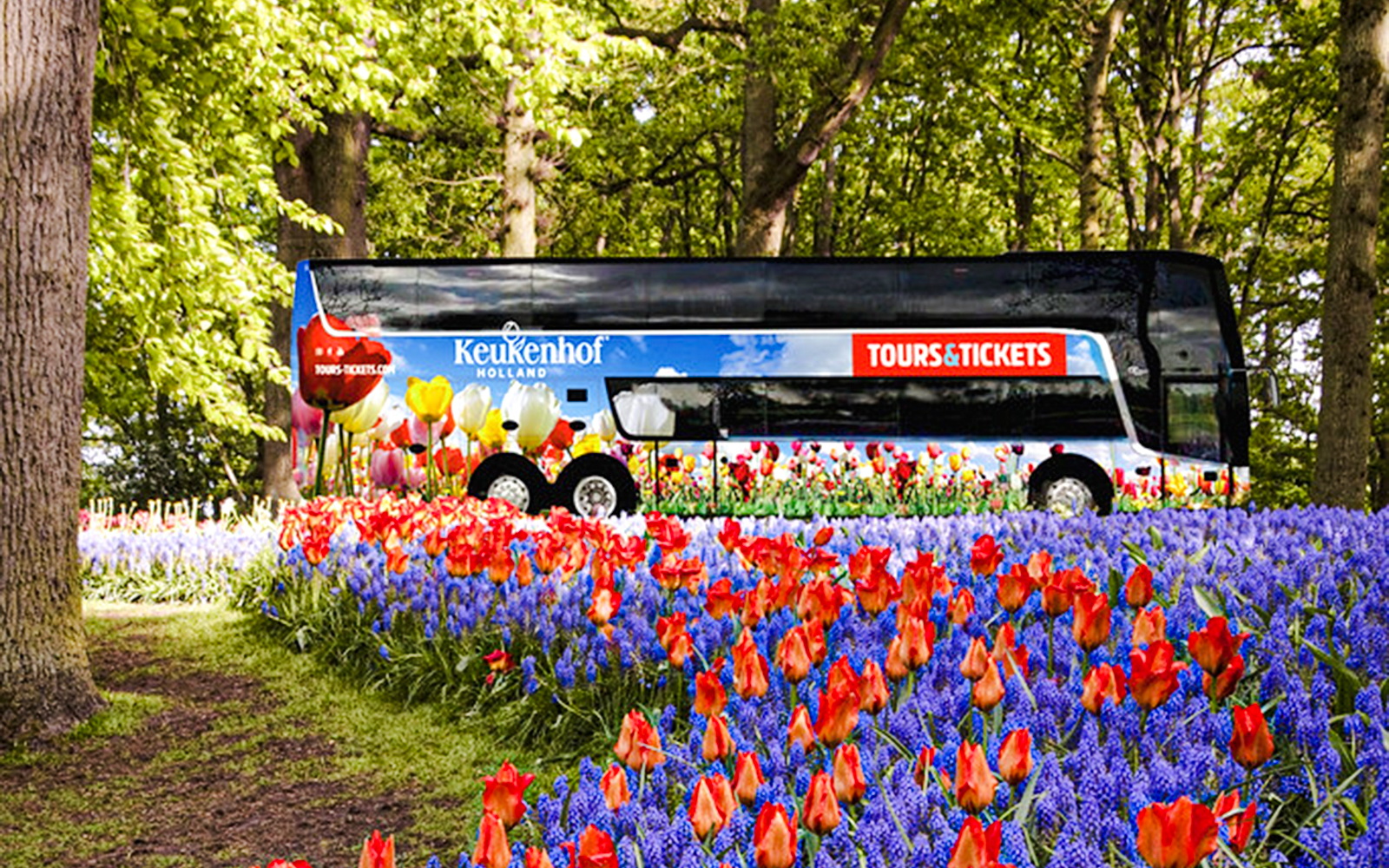AC coach amidst tulip fields for roundtrip transfers to Keukenhof Gardens.
