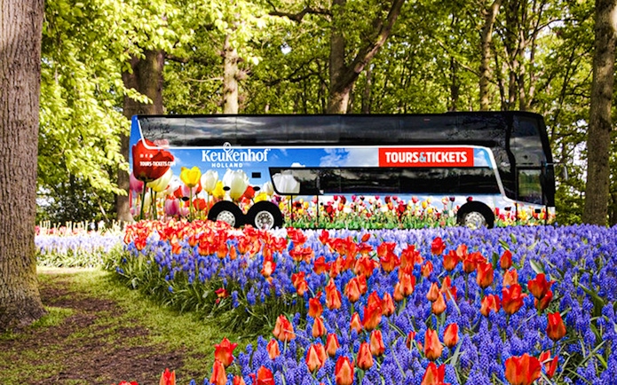 AC coach amidst tulip fields for roundtrip transfers to Keukenhof Gardens.