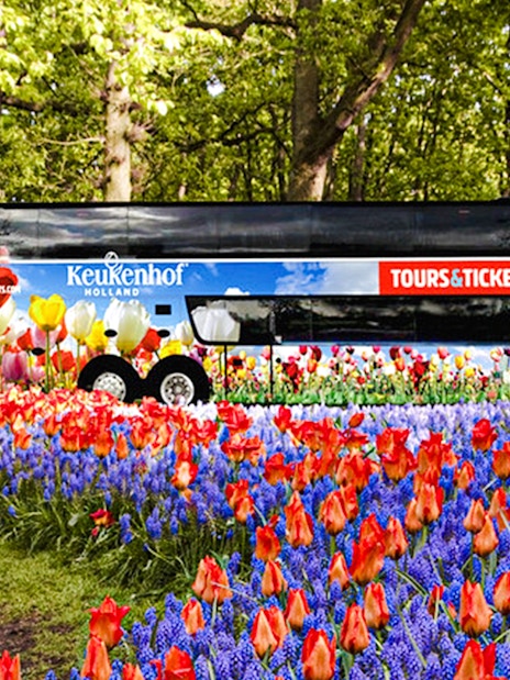 AC coach amidst tulip fields for roundtrip transfers to Keukenhof Gardens.
