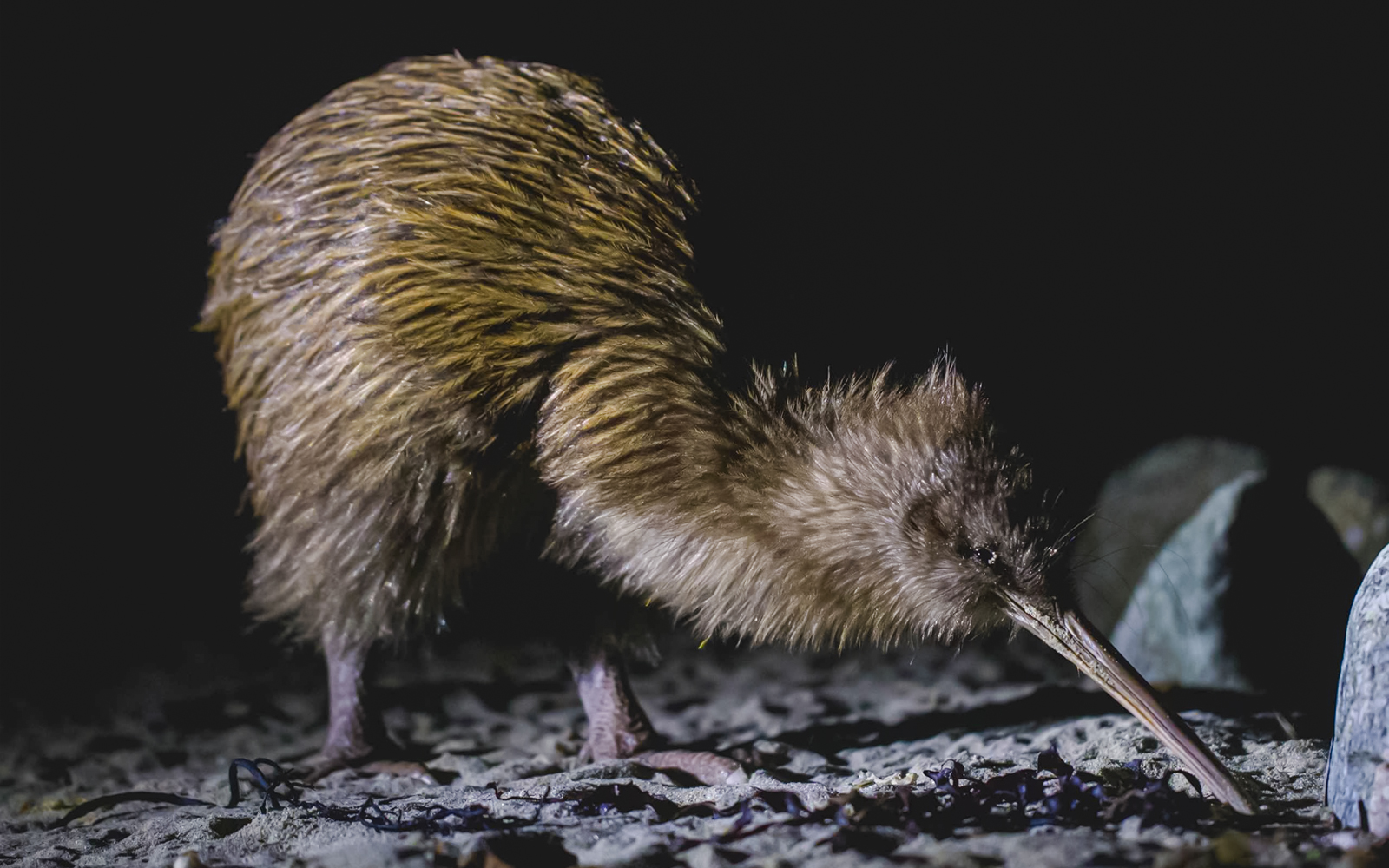 Kiwi bird foraging on the ground in a dark natural setting.