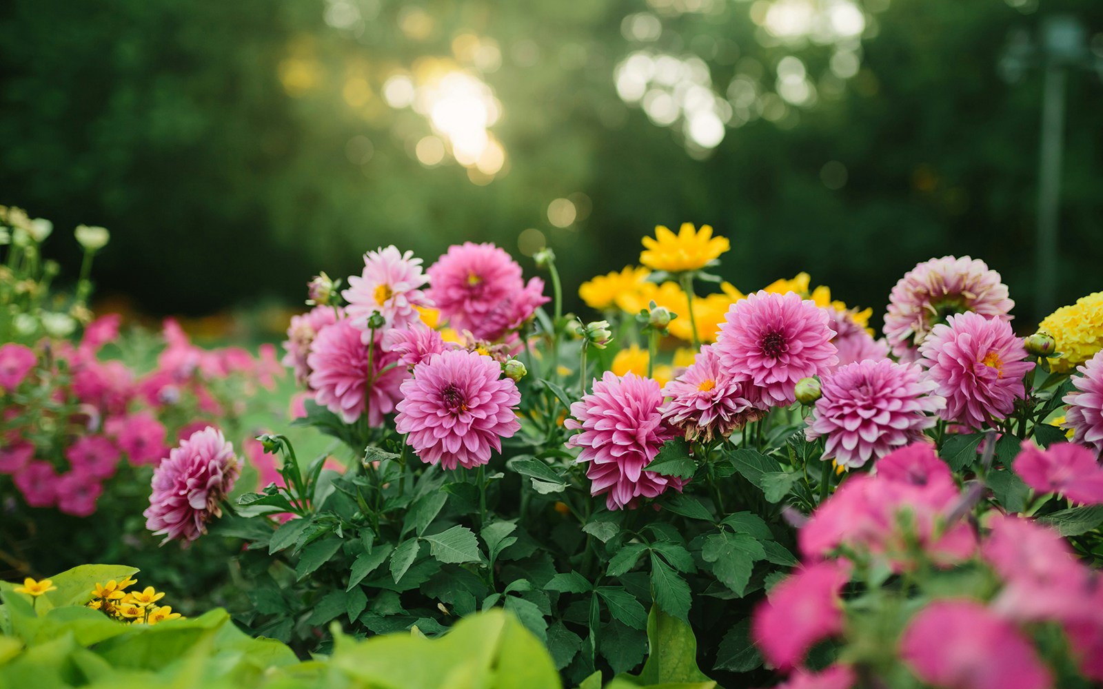 Beautiful flower garden with blooming asters and different flowers in sunlight