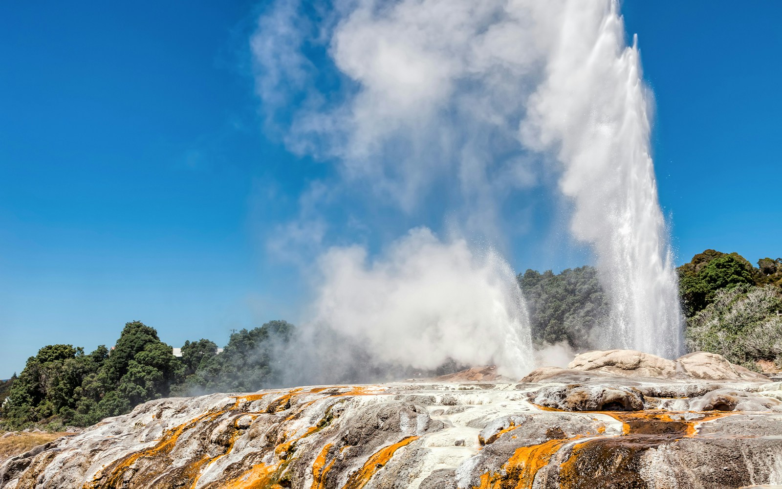 Geyser eruption at Te Puia cultural site, Rotorua, with geothermal activity, small group tour from Auckland.