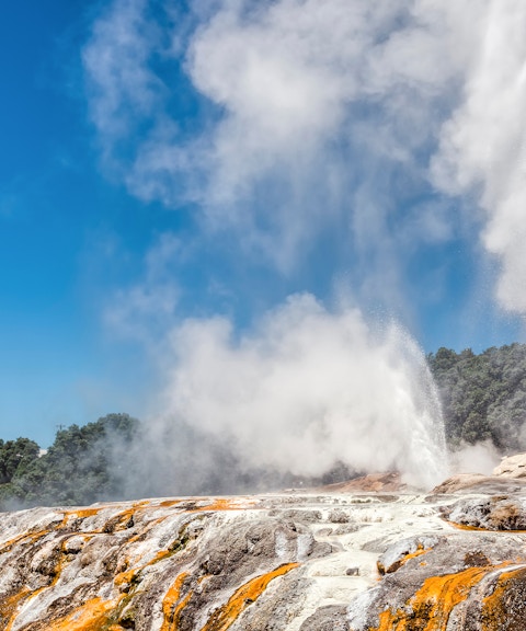 Geyser eruption at Te Puia cultural site, Rotorua, with geothermal activity, small group tour from Auckland.
