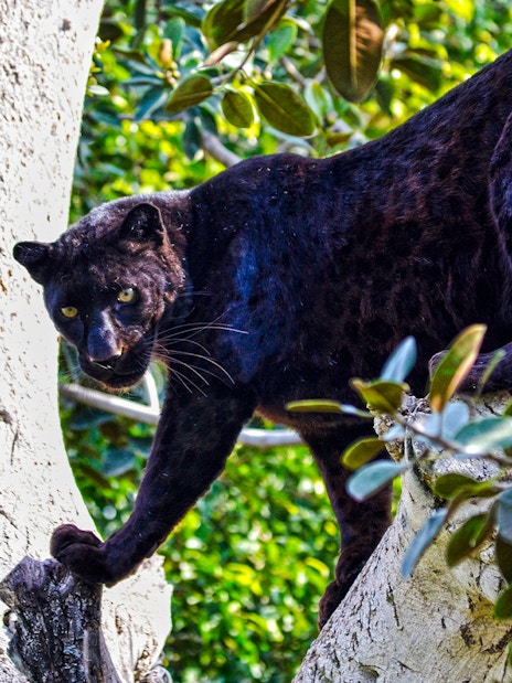 Black panther climbing a tree at Bioparc Valencia.