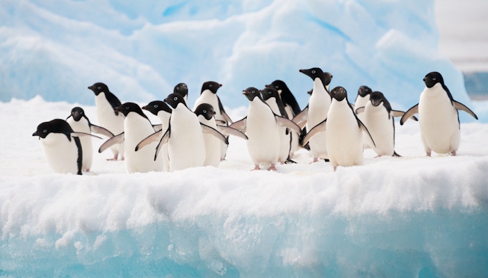 Penguins on ice at Seaworld Orlando exhibit.