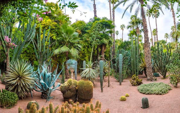 Majorelle Garden in Marrakesh with diverse cacti and palm trees.