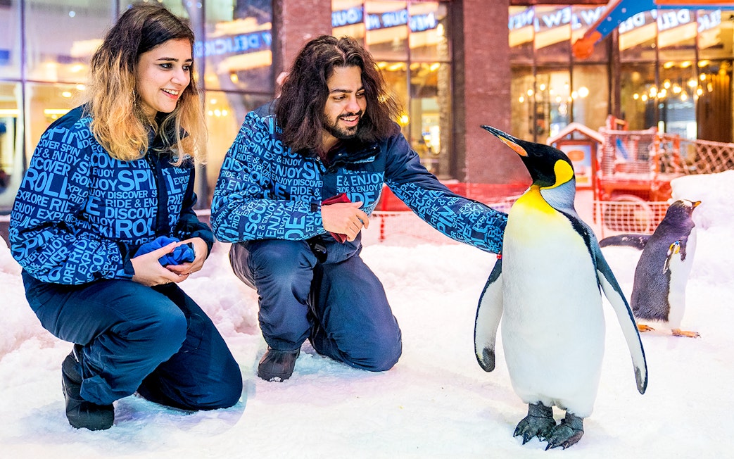 Visitors interacting with penguins at Ski Dubai Penguin Encounter.
