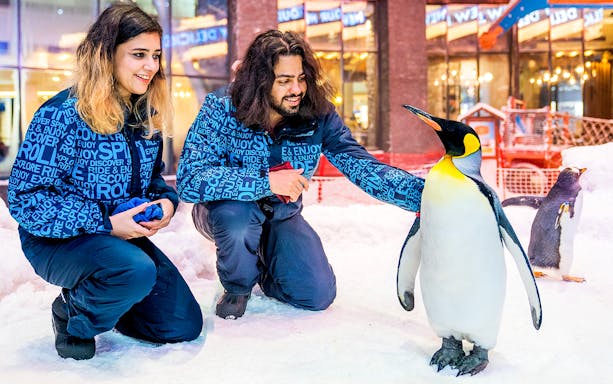 Visitors interacting with penguins at Ski Dubai Penguin Encounter.