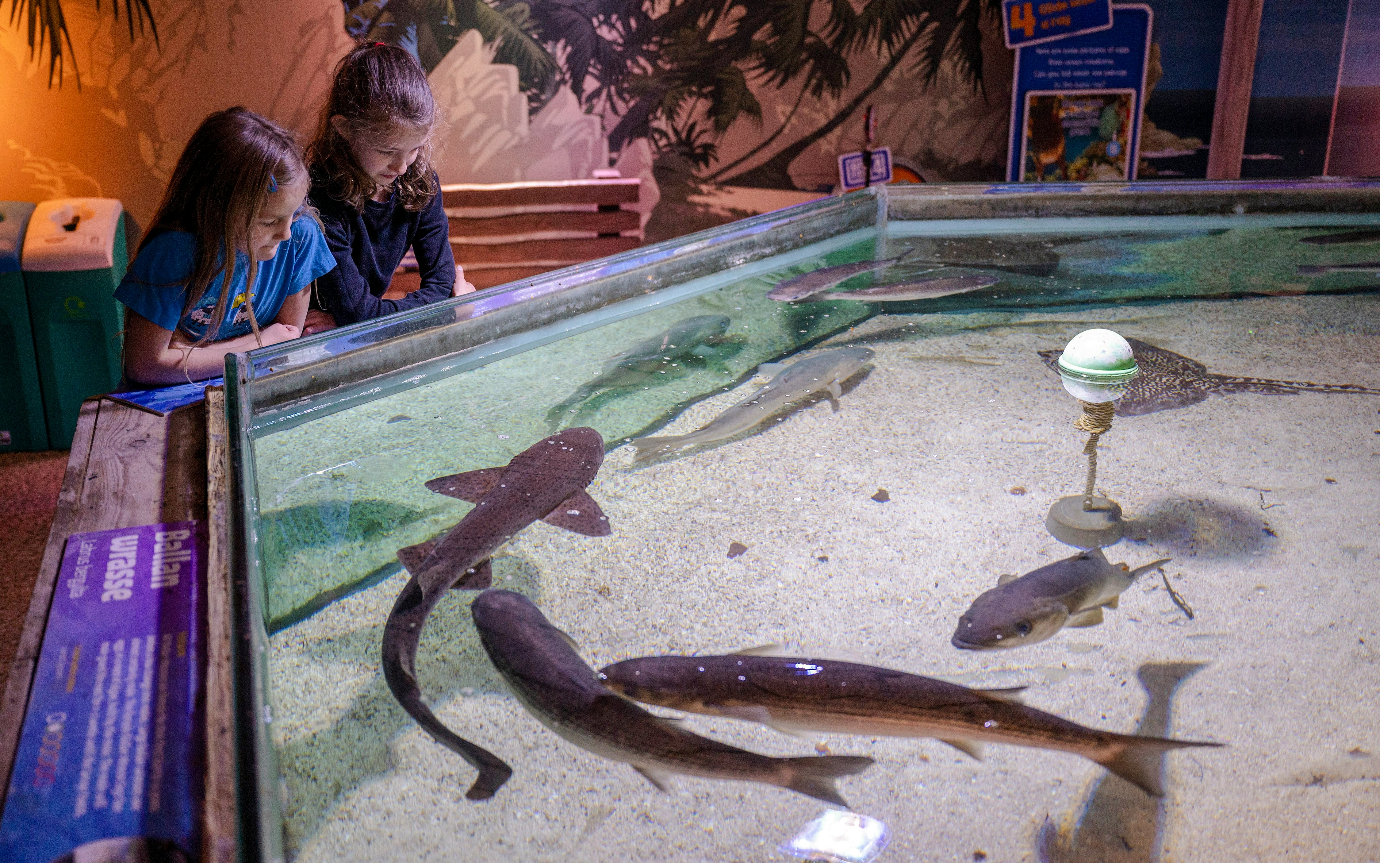 Children observing marine life in an open tank at SEA LIFE Birmingham.