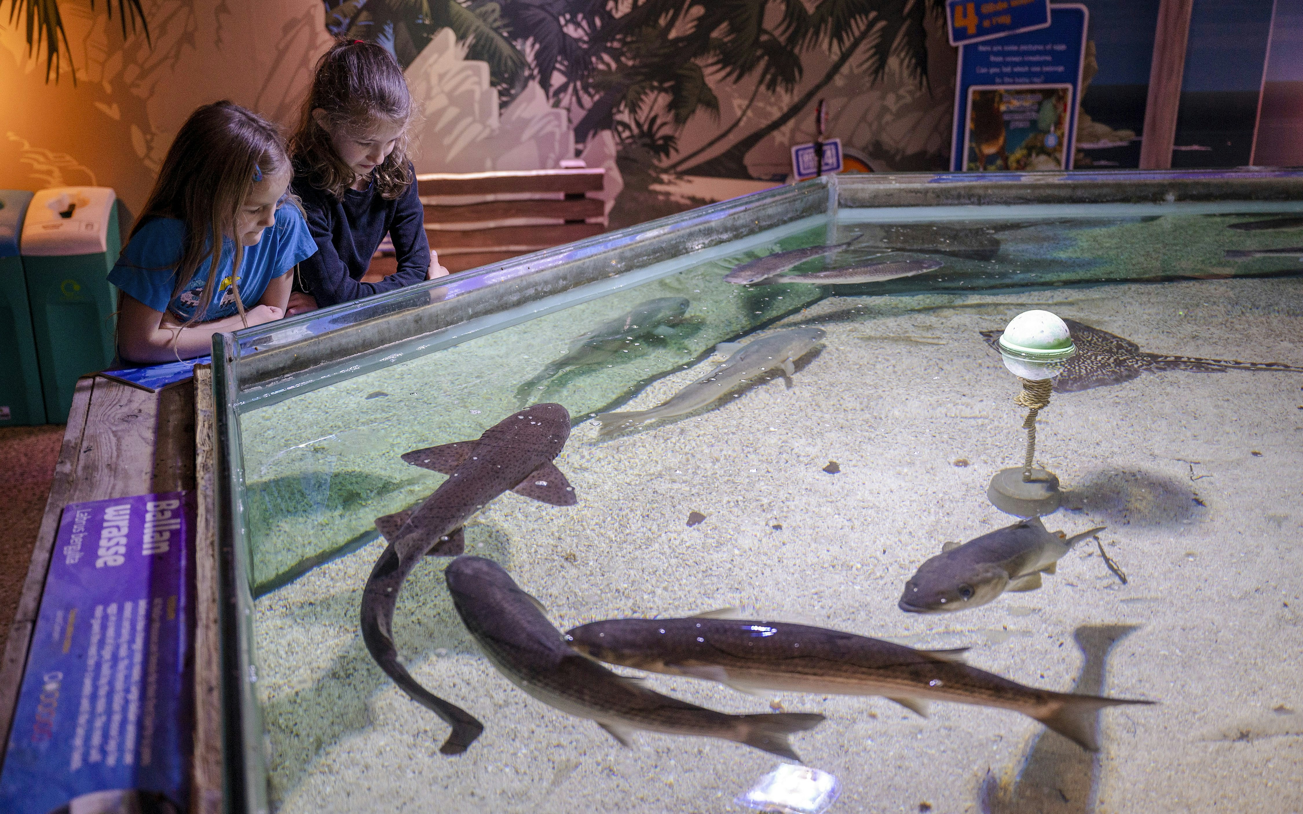 Children observing marine life in an open tank at SEA LIFE Birmingham.