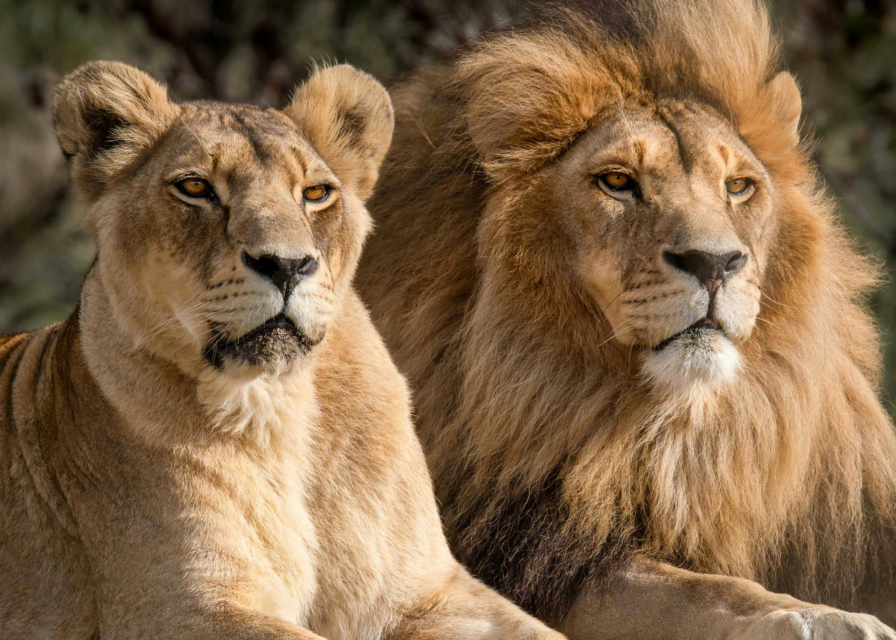 African lion resting on grass at Zoo Miami.