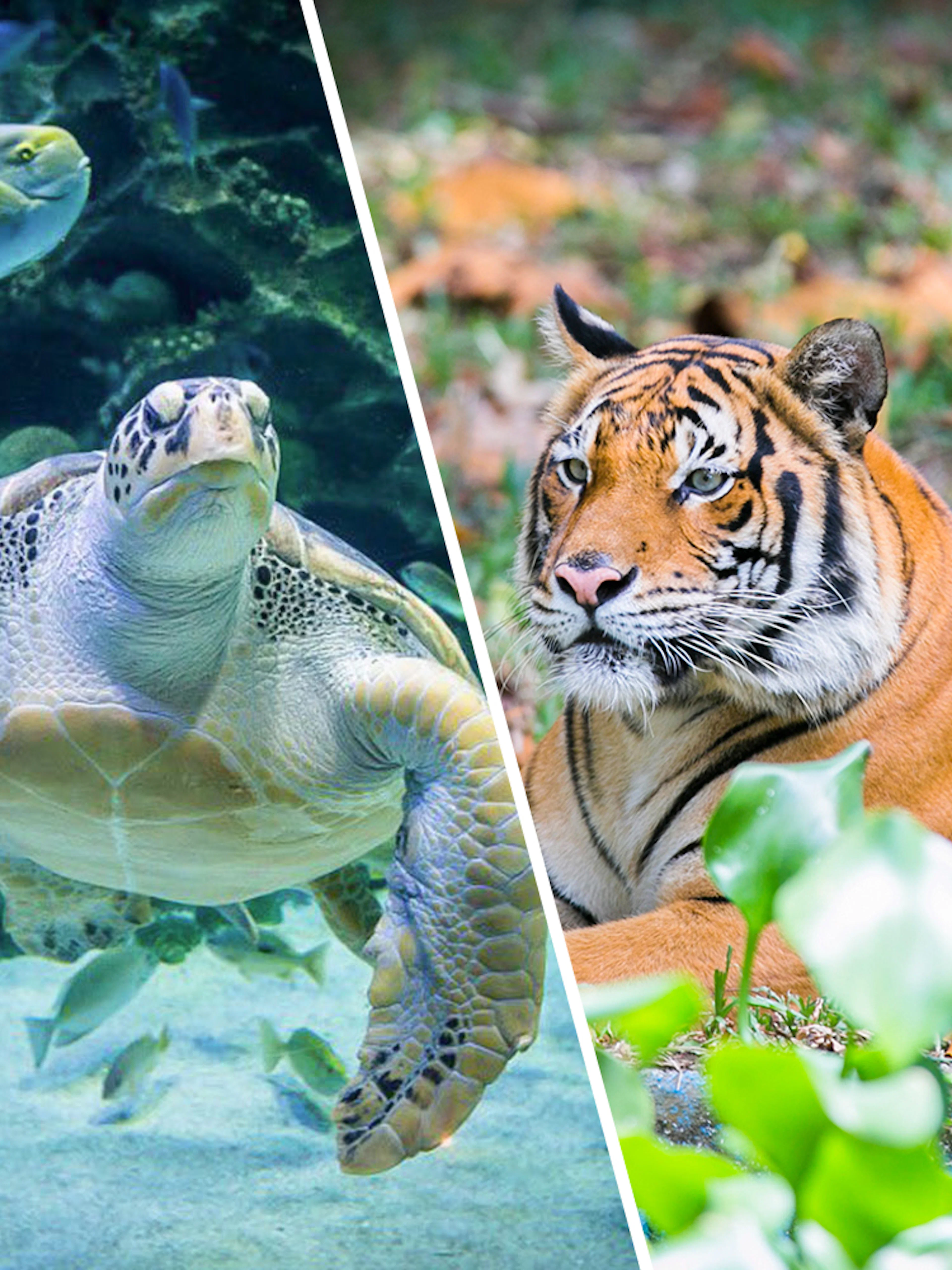Sea turtle swimming at Aquaria KLCC and tiger resting at Zoo Negara, Kuala Lumpur.