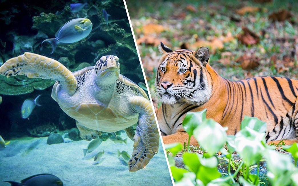 Sea turtle swimming at Aquaria KLCC and tiger resting at Zoo Negara, Kuala Lumpur.