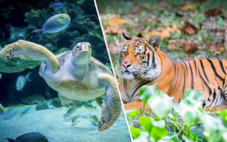 Combo: Aquaria KLCC + Zoo Negara & Panda Conservation Centre Tickets