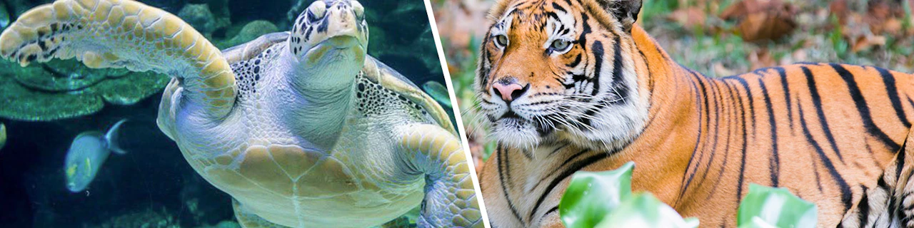 Combo: biglietti per Aquaria KLCC + Zoo Negara e Giant Panda Conservation Centre