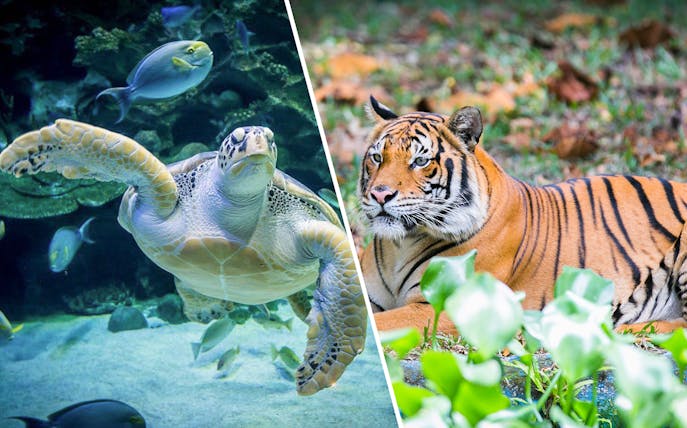 Sea turtle swimming at Aquaria KLCC and tiger resting at Zoo Negara, Kuala Lumpur.