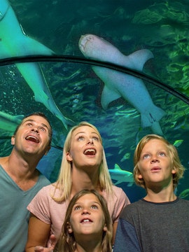 Family observing sharks in underwater tunnel at SEA LIFE Sunshine Coast.
