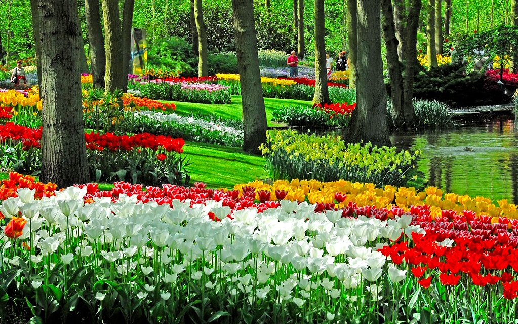 Tulip beds and trees by a pond inside Keukenhof Gardens, Amsterdam.