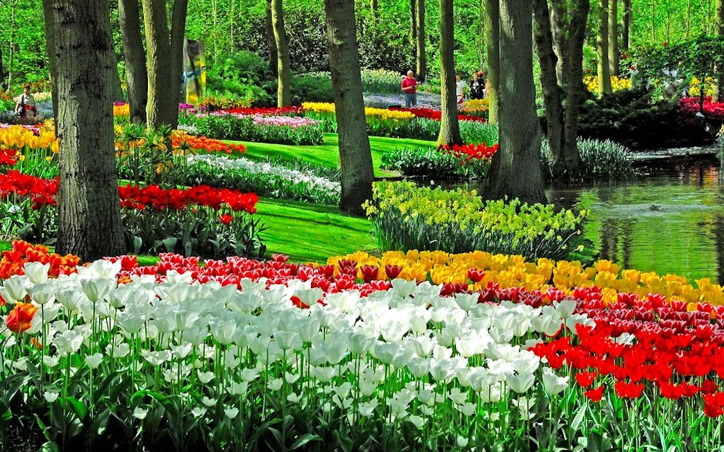 Tulip beds and trees by a pond inside Keukenhof Gardens, Amsterdam.
