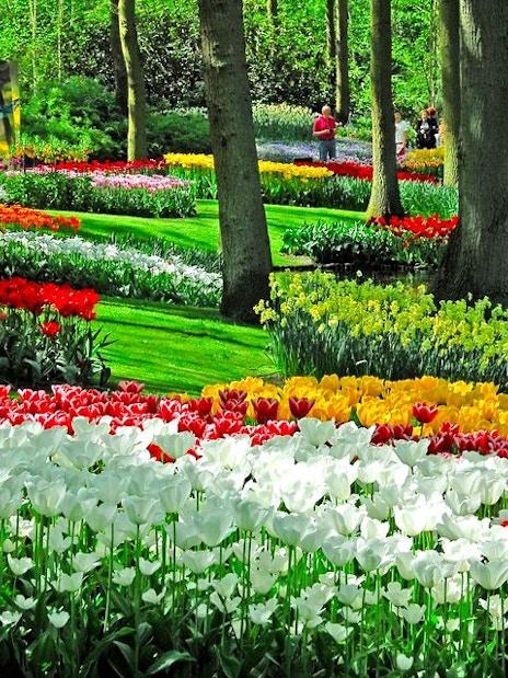 Tulip beds and trees by a pond inside Keukenhof Gardens, Amsterdam.