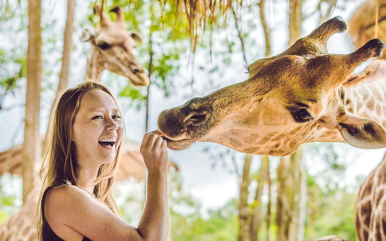 Young woman feeding a giraffe in a lush outdoor setting.