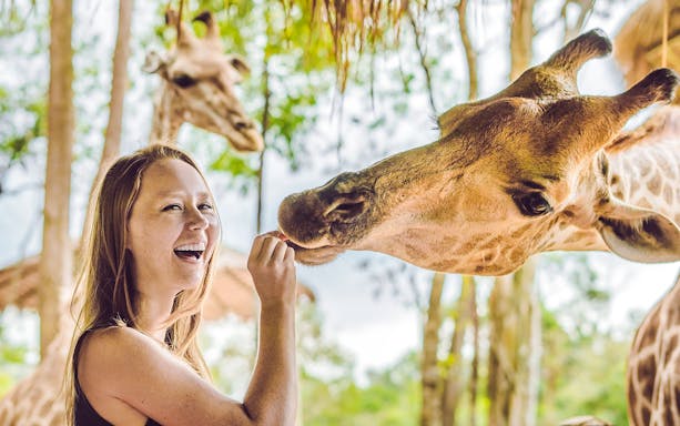 Young woman feeding a giraffe in a lush outdoor setting.