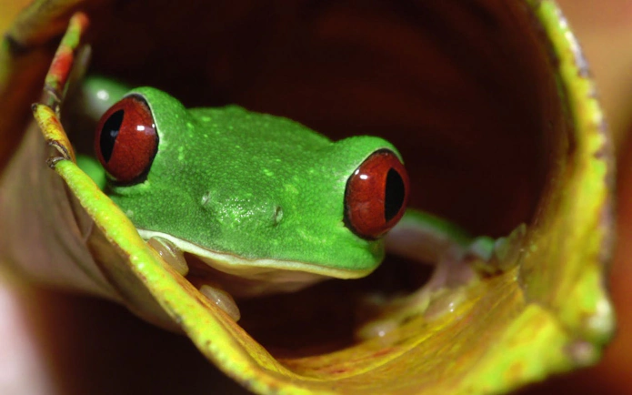 Tree frog peeking from leaf during Jungle Night Walk in Manuel Antonio.