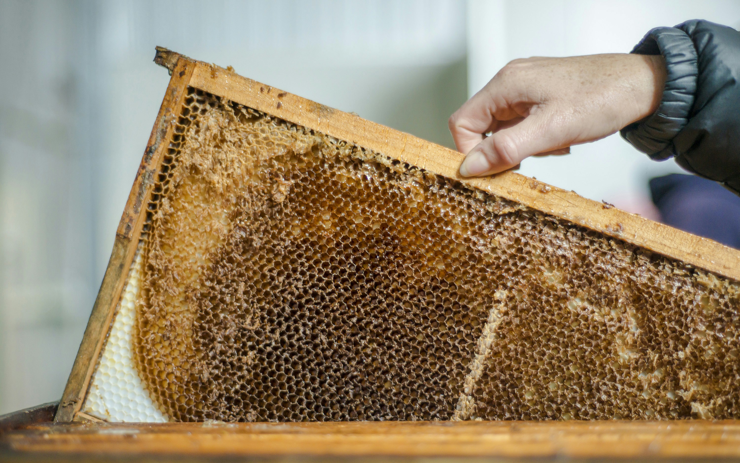Person holding honeycomb frame at Cliffords Honey Farm, Kangaroo Island.