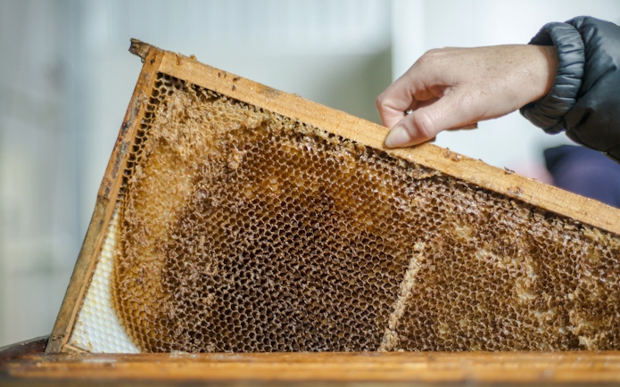 Person holding honeycomb frame at Cliffords Honey Farm, Kangaroo Island.