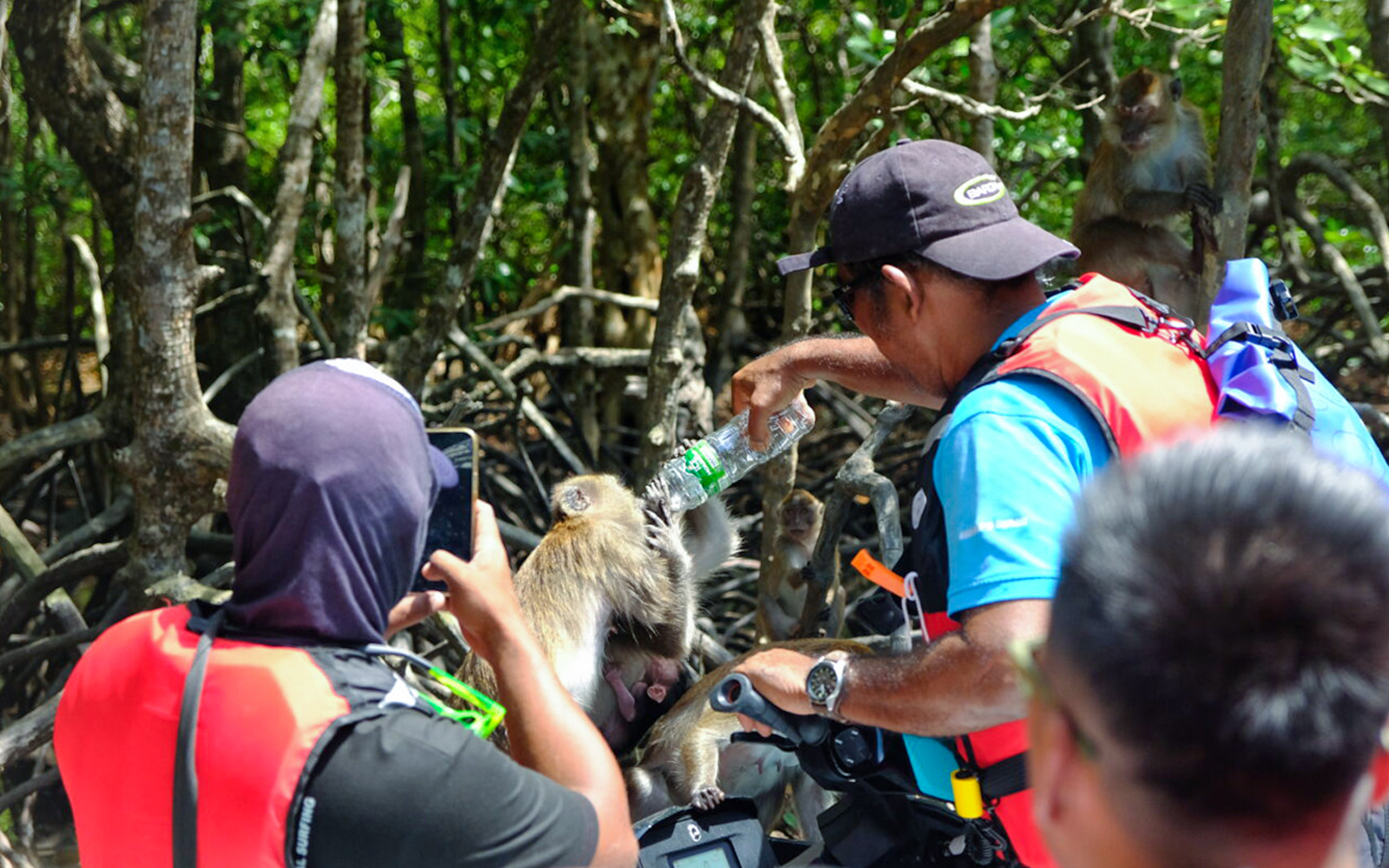 Tourists on jet skis feeding monkeys in Langkawi's Kilim Geopark mangroves.