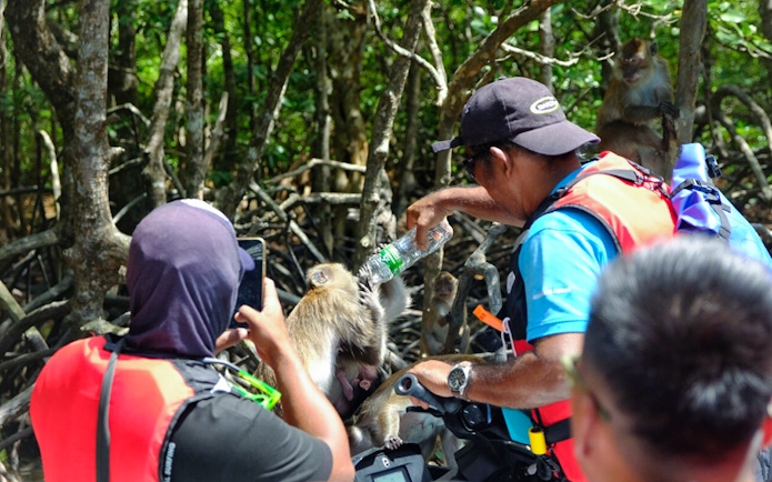 Tourists on jet skis feeding monkeys in Langkawi's Kilim Geopark mangroves.