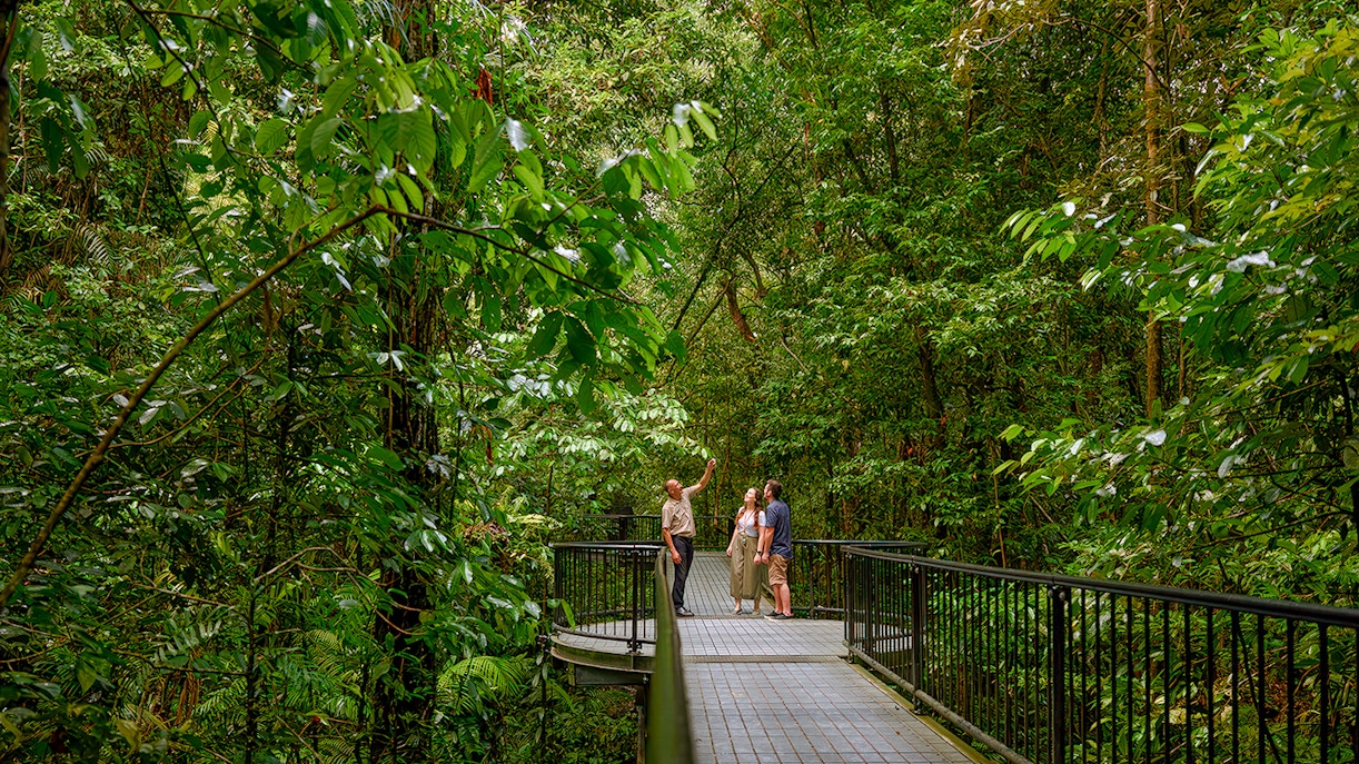 Visitors exploring Marrdja Botanical Boardwalk in Daintree National Park.