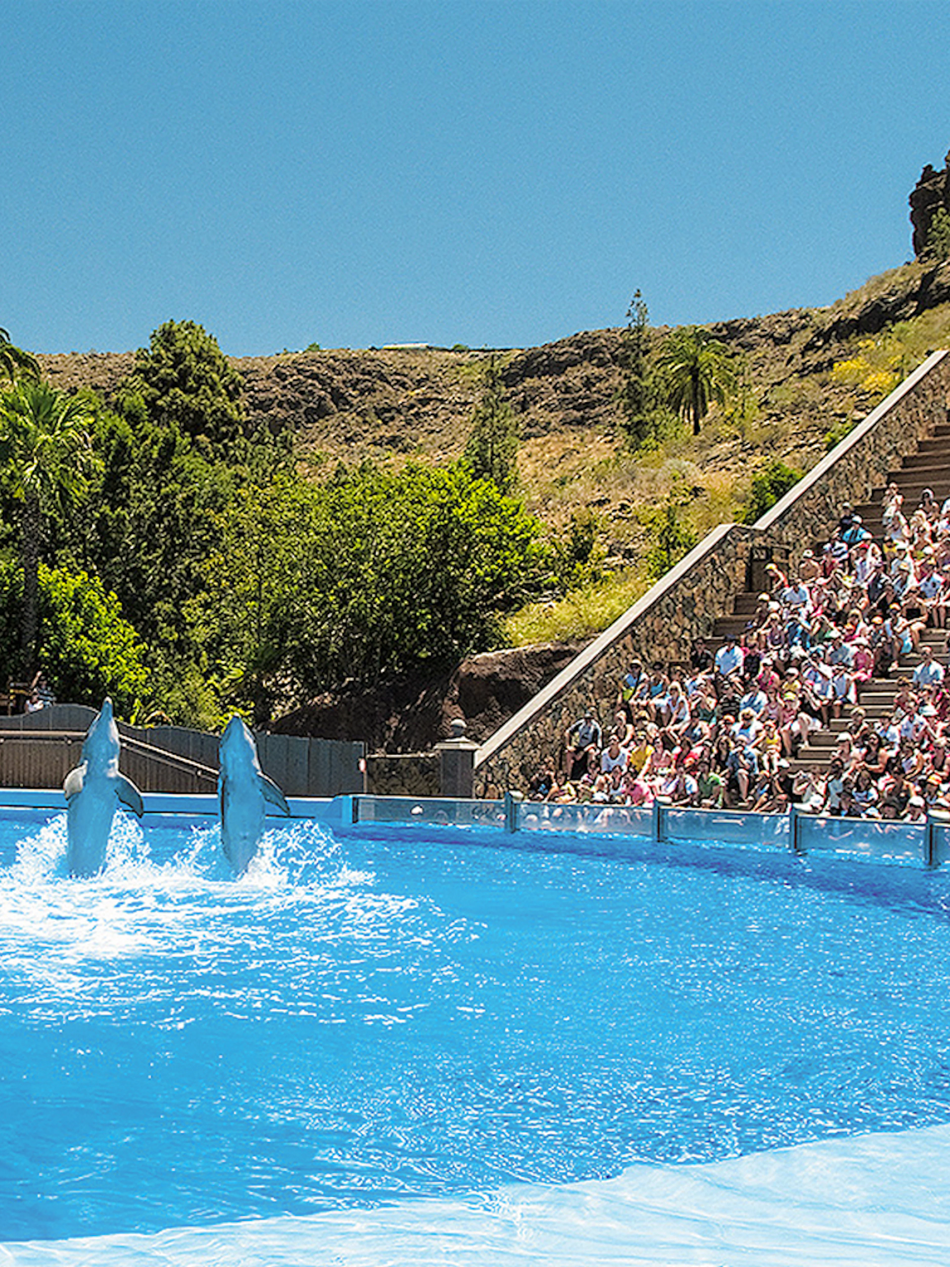 Tourist watching dolphins perform at Palmitos Park, Gran Canaria.