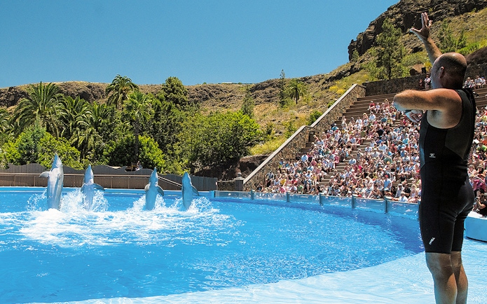 Tourist watching dolphins perform at Palmitos Park, Gran Canaria.