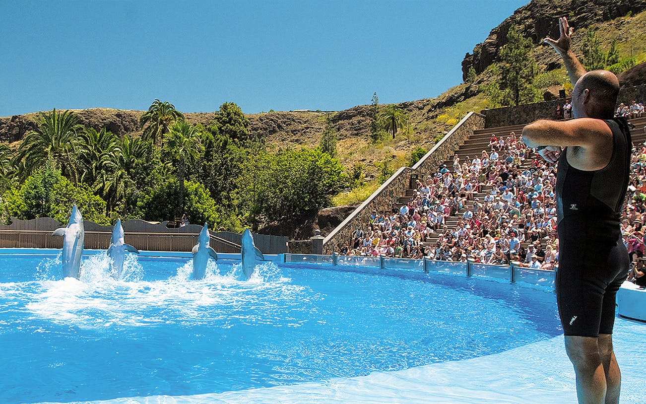 Tourist watching dolphins perform at Palmitos Park, Gran Canaria.