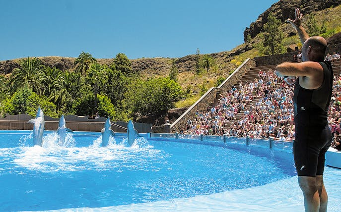 Tourist watching dolphins perform at Palmitos Park, Gran Canaria.
