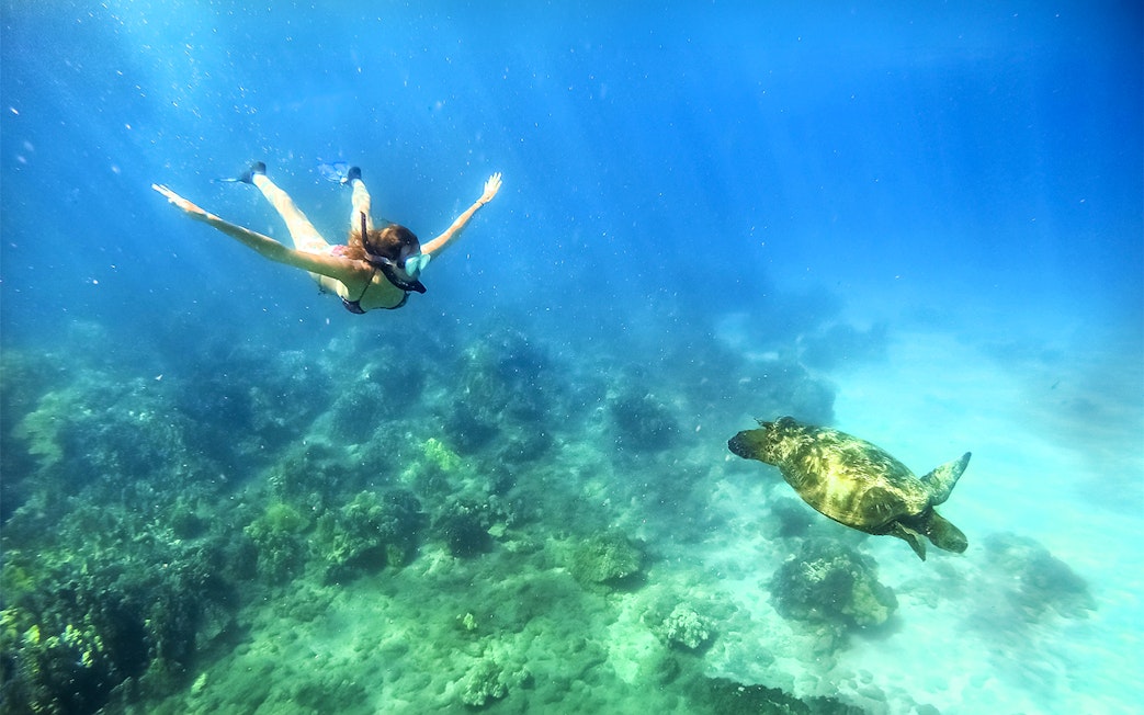 Snorkeler swimming near a green sea turtle in Maui, Hawaii.