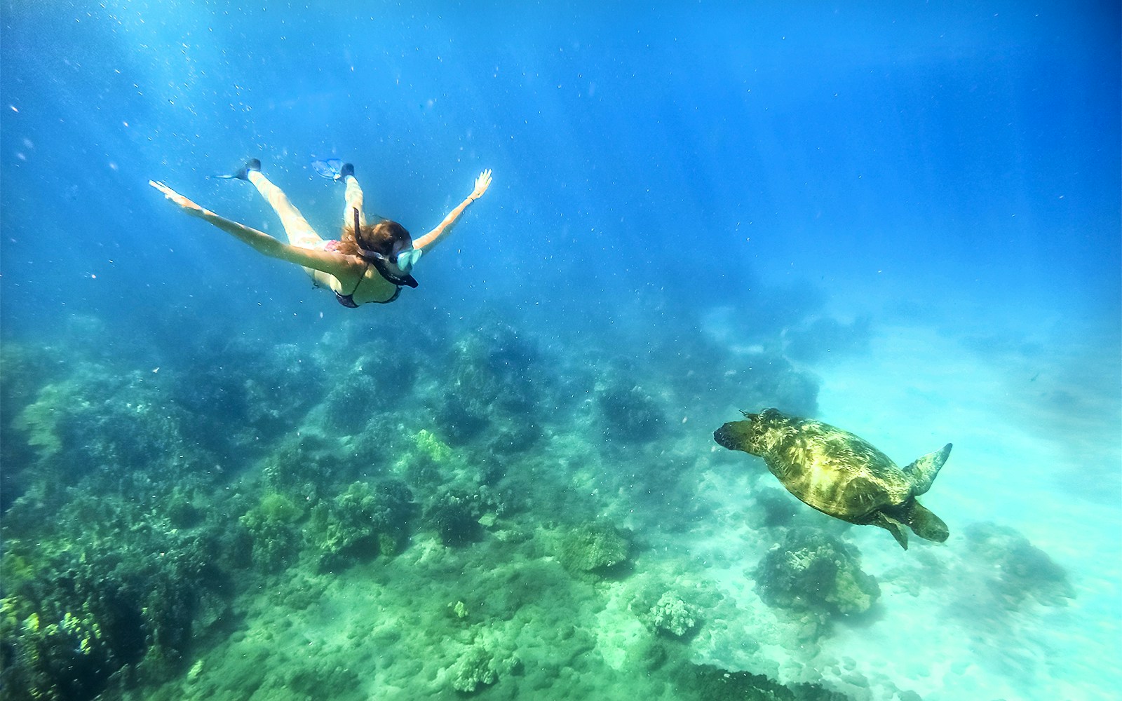 Snorkeler swimming near a green sea turtle in Maui, Hawaii.