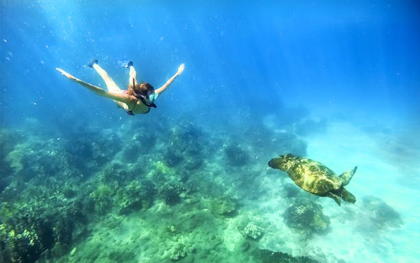 Snorkeler swimming near a green sea turtle in Maui, Hawaii.