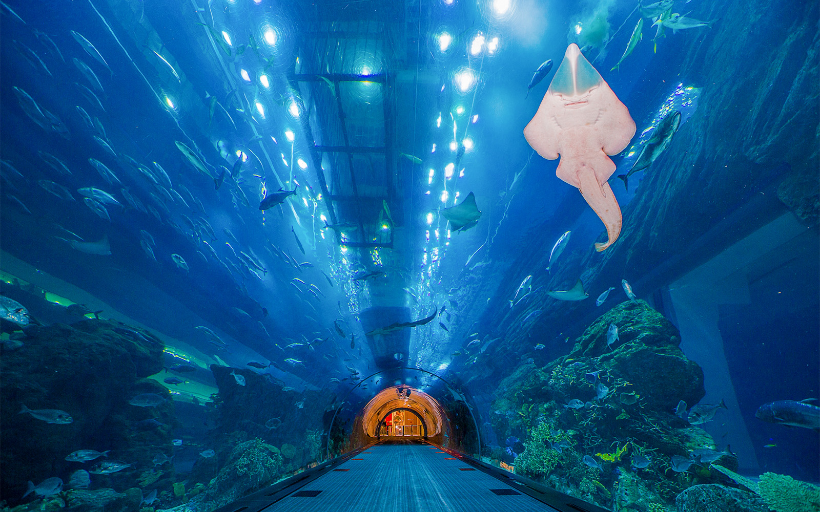 Dubai Aquarium - Aquarium Tunnel
