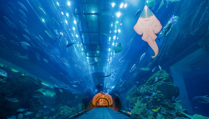 Dubai Aquarium Tickets