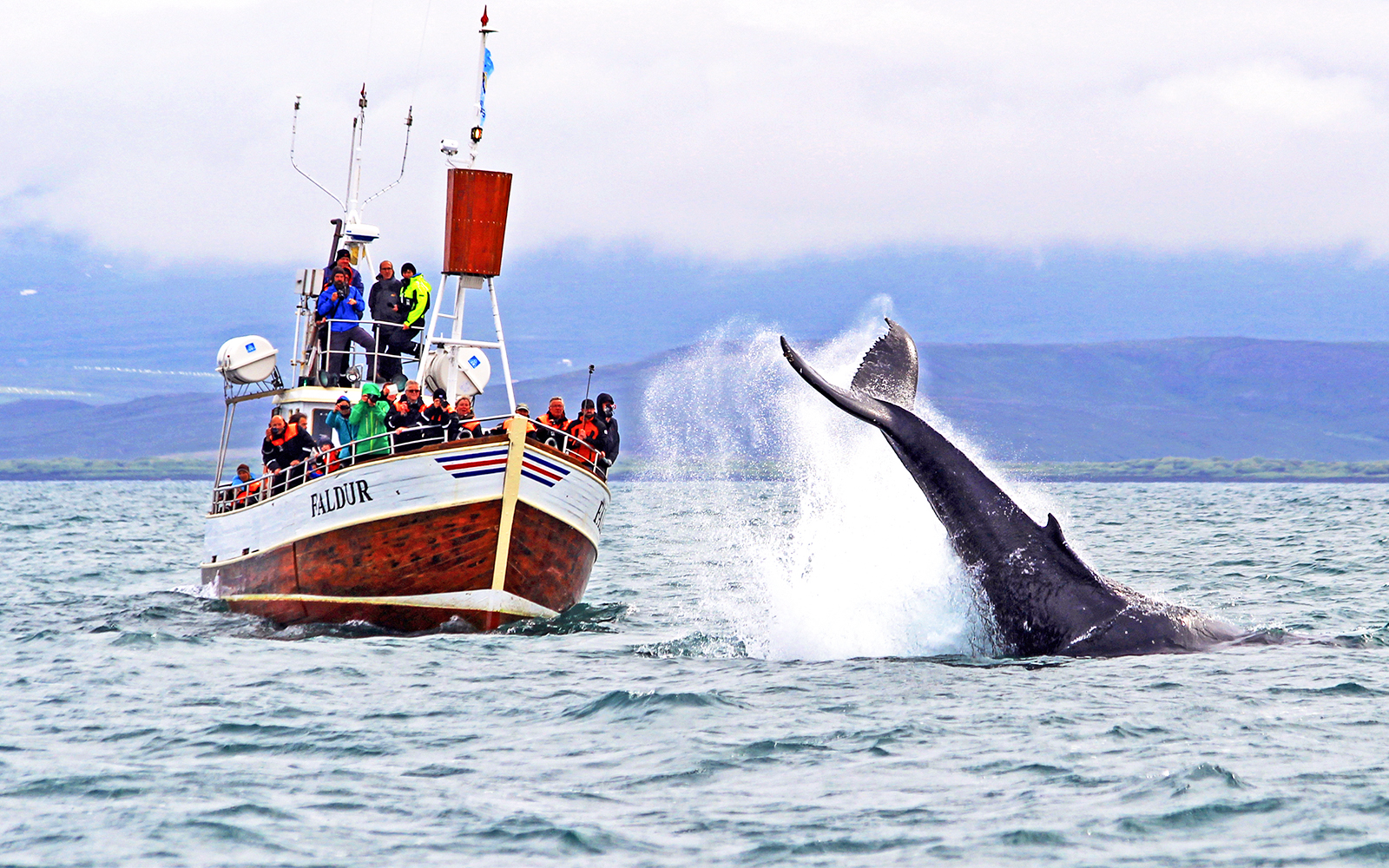 Guests observing a whale fluke on a boat tour in Husavik.