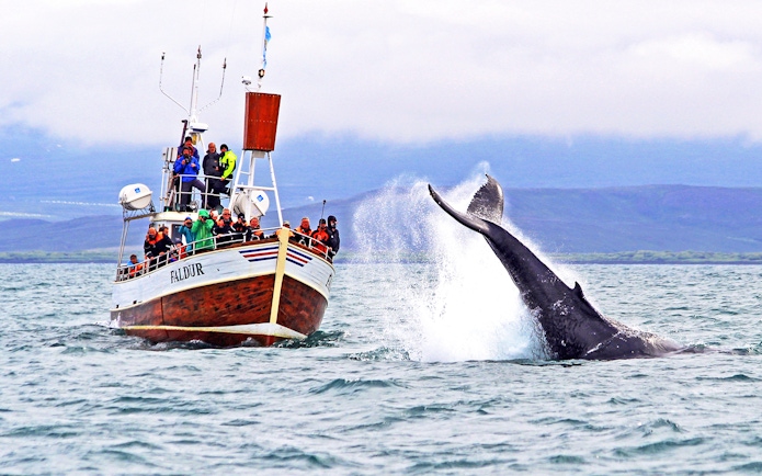 Guests observing a whale fluke on a boat tour in Husavik.