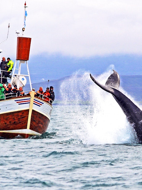 Guests observing a whale fluke on a boat tour in Husavik.