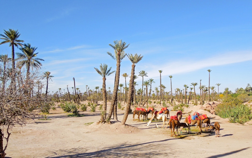 Camels with red saddles in Palmeraie desert landscape during sunset tour.