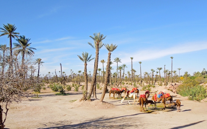 Camels with red saddles in Palmeraie desert landscape during sunset tour.