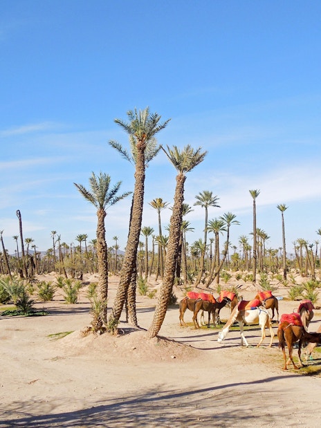 Camels with red saddles in Palmeraie desert landscape during sunset tour.